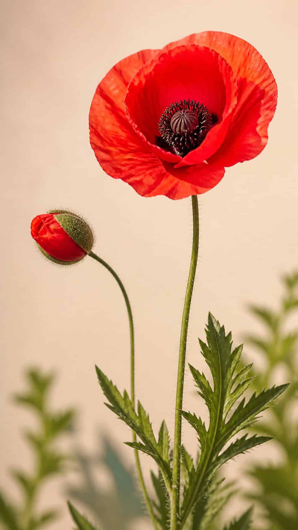 A red poppy flower with a green stem and leaves on a light background.