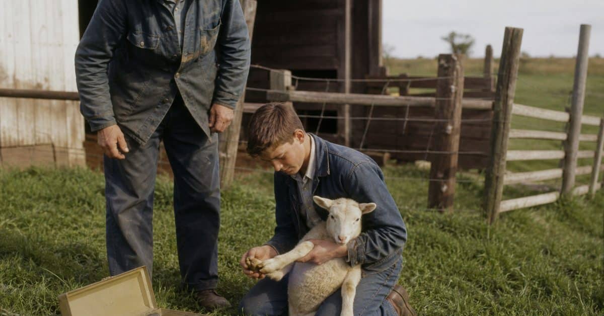 14 Skills Every Farm Kid Had That City Kids Today Would Never Survive 10 Farm teenager checking a lamb's hoof in the late 1960s