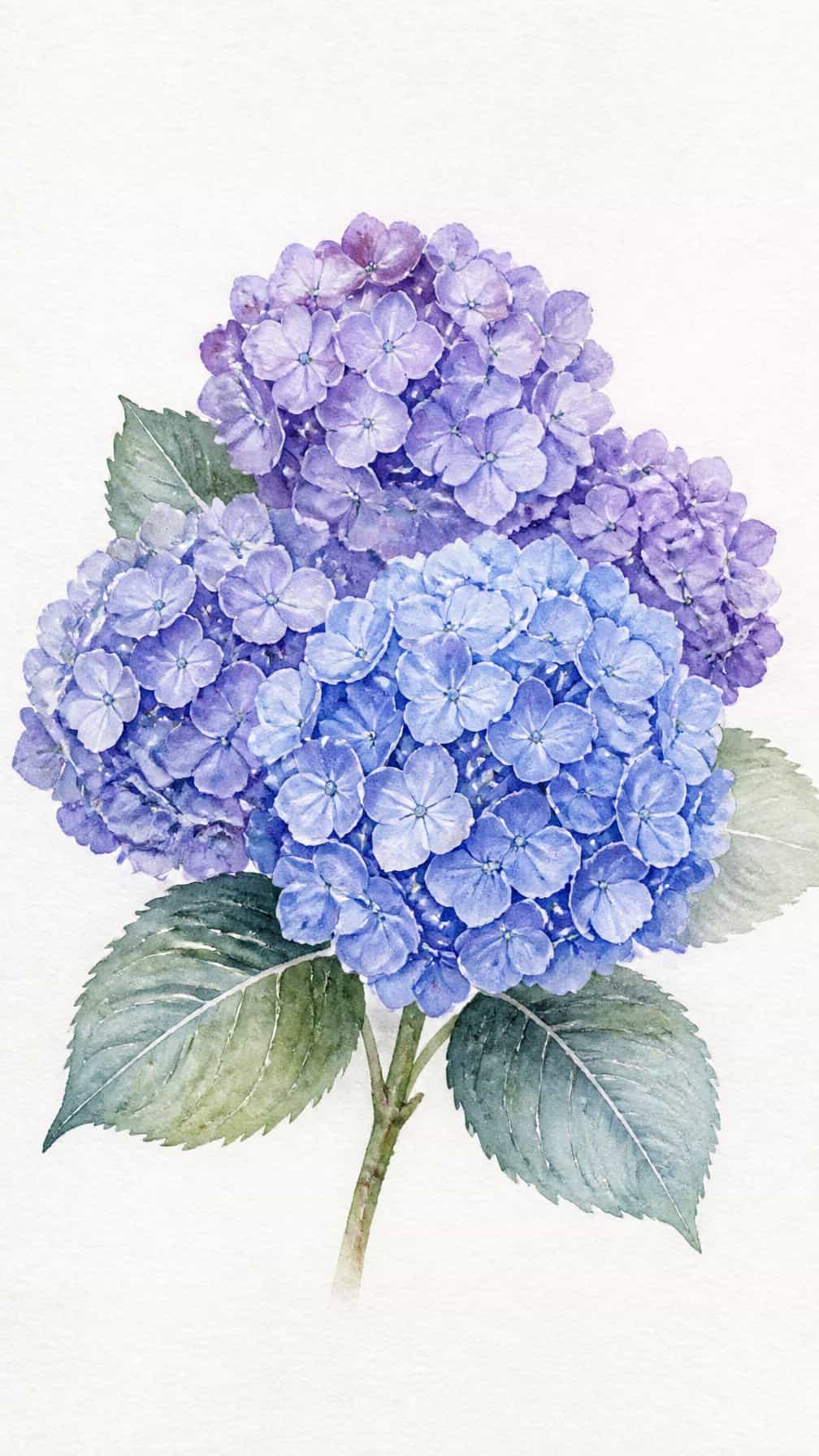 A cluster of blue and lavender hydrangea blossoms with green leaves on white paper.