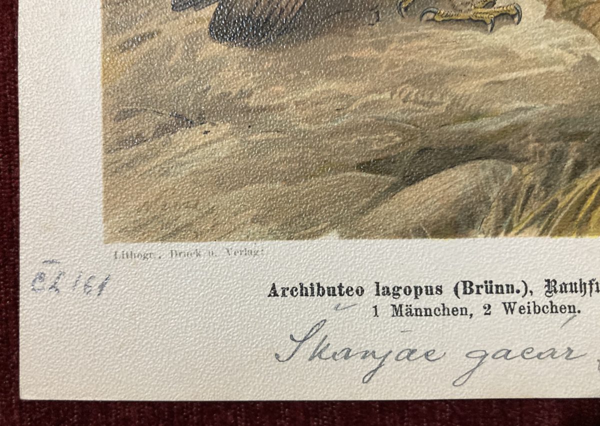 Rough-legged Hawk Bird Antique Lithograph Print Archibuteo Aves   - Image 3