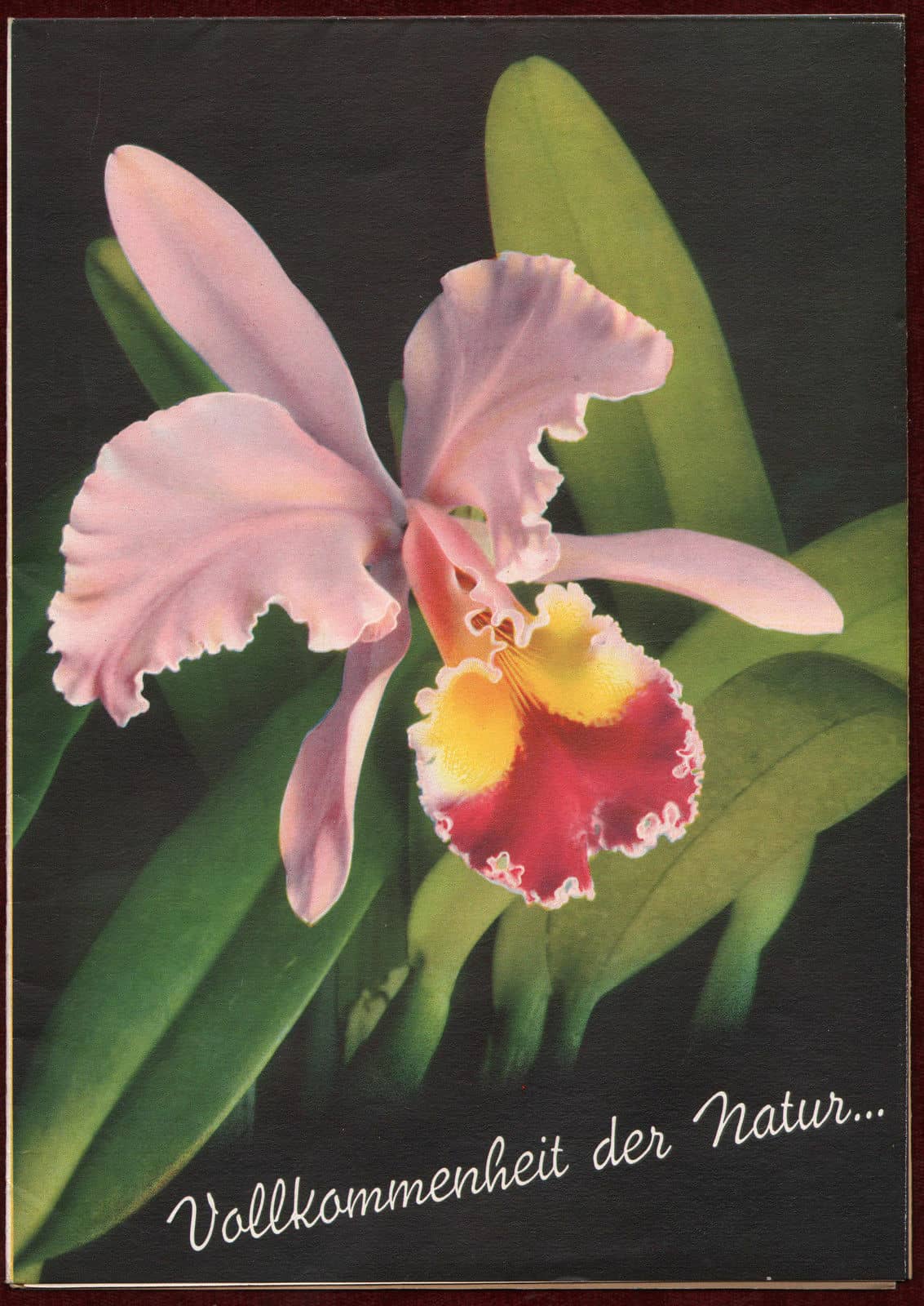 Invicita Printing Press advertising brochure