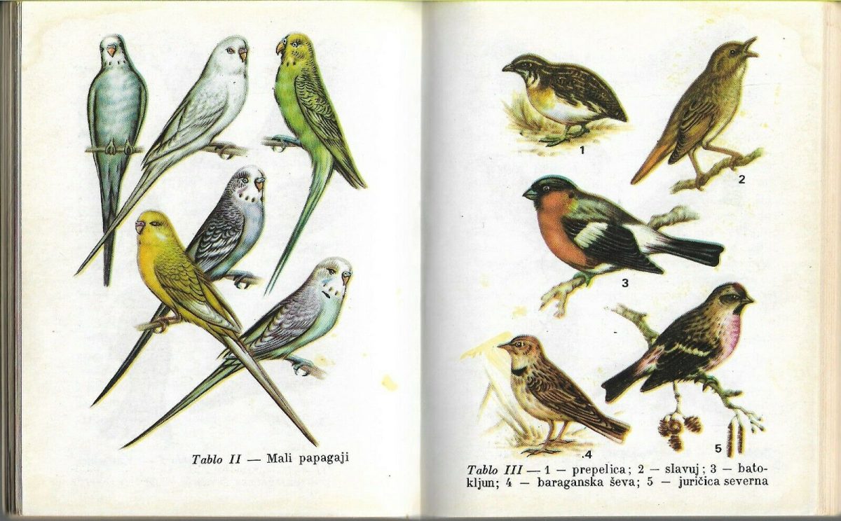 Domestic Birds Sobne Ptice Canaries Illustrated Book Radu 1973 - Image 5