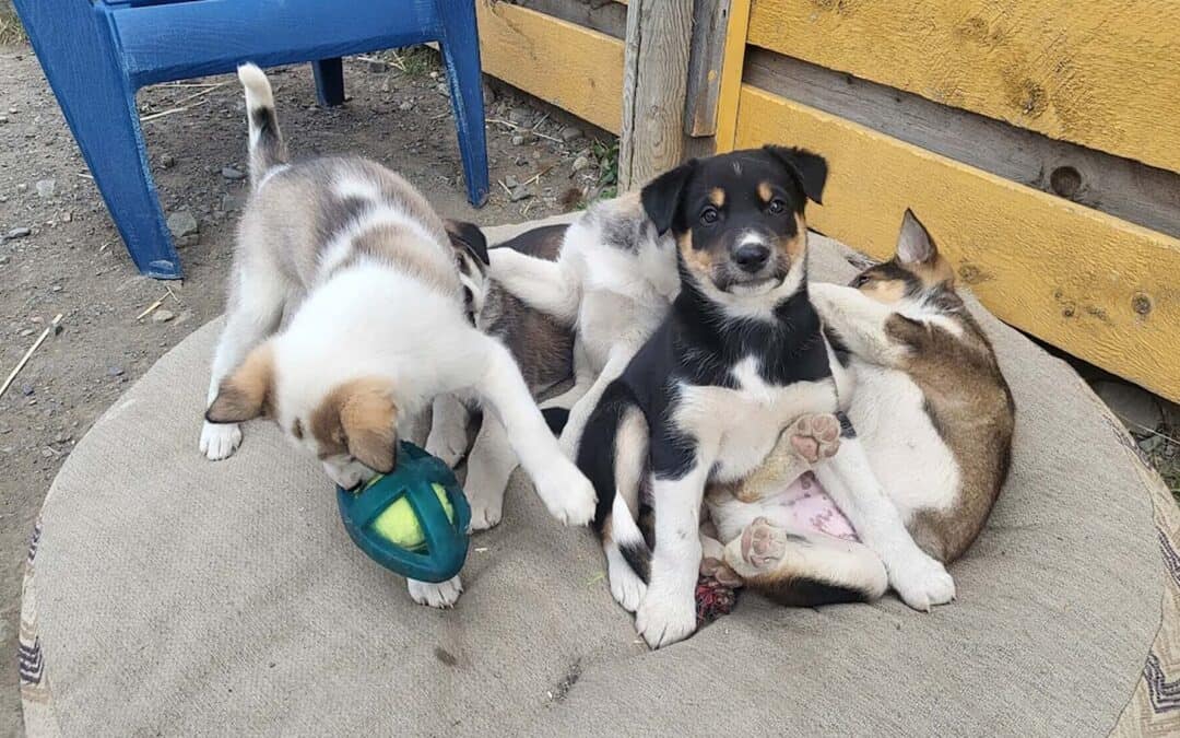 Four puppies in black, white, and brown gather on a tan dog bed outdoors. One looks at the camera, another plays with a toy, and a third rests. A rustic fence and a blue chair are partially visible in the background apart of the Skagway pet the puppies tour.