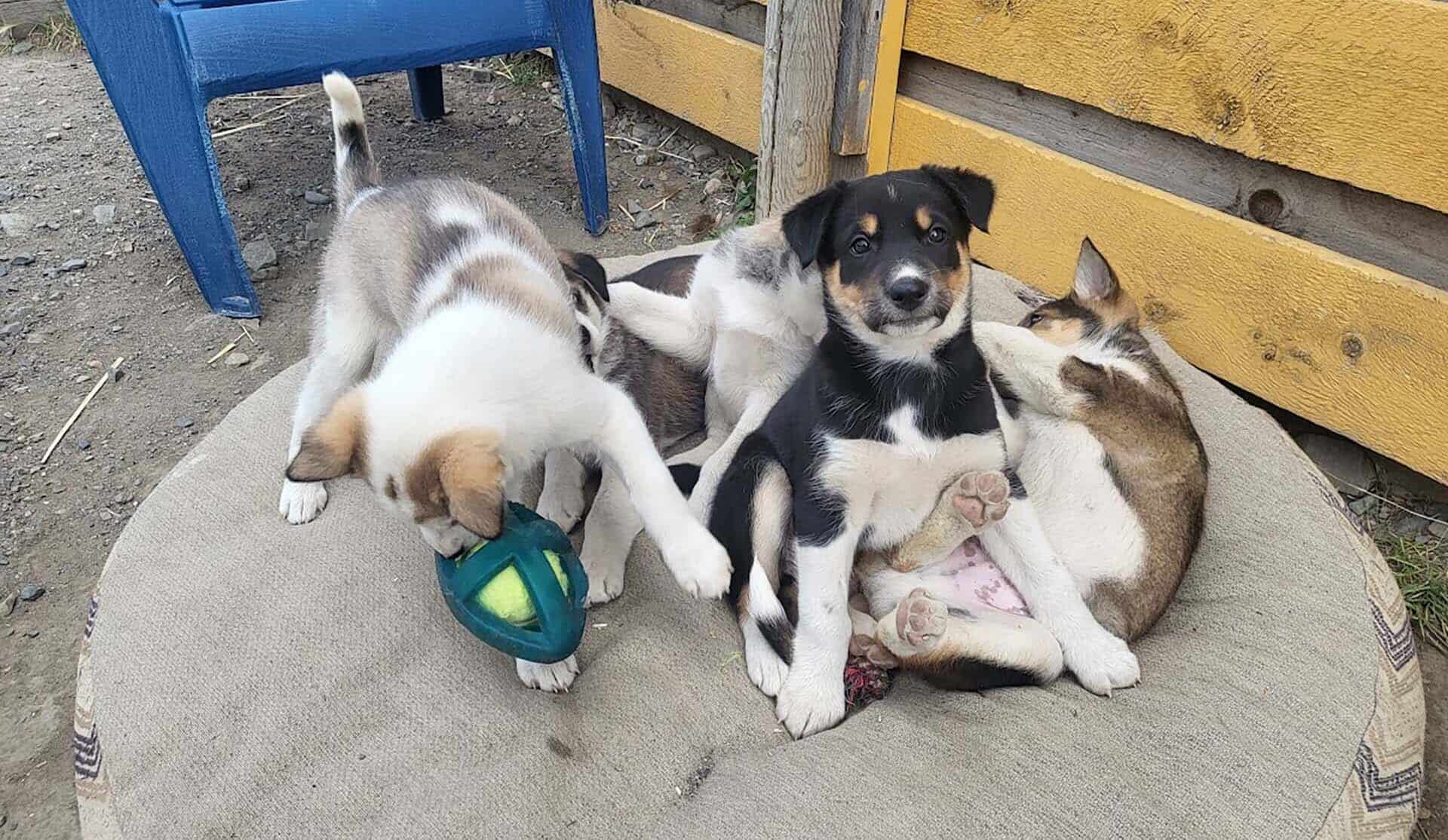 Pet the Puppies