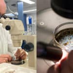 Toxic Microplastics Found in Human Reproductive Fluids amid Global Fertility Crisis