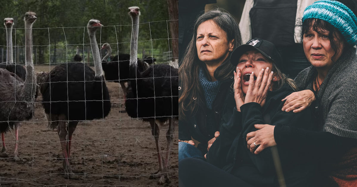 Canadian Government Slaughters Hundreds of Healthy Ostriches at BC Farm, Despite No Evidence of Bird Flu