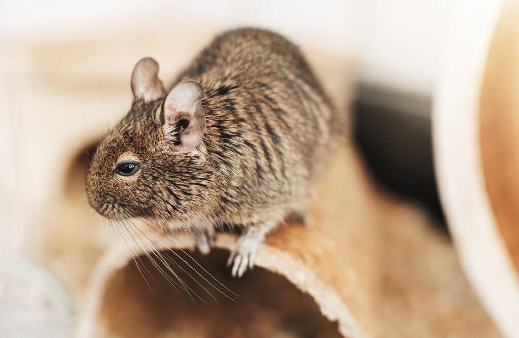 Rodents Causing Trouble In Your Home