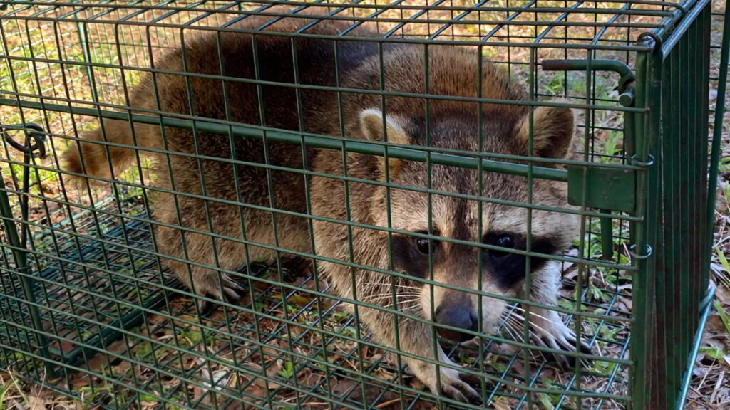 Slidell Animal Control 