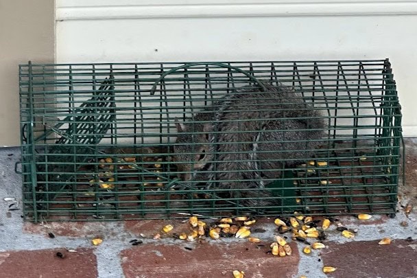 animal control for squirrels