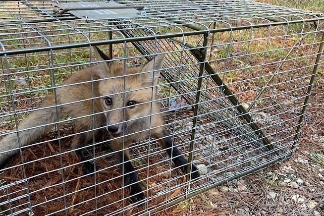 animal control services for foxes
