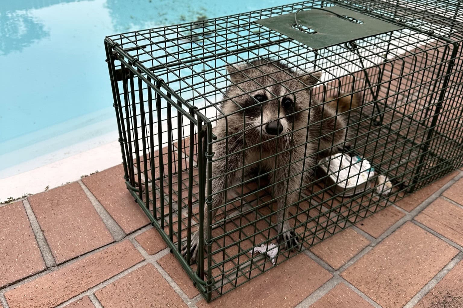 humane animal control in Slidell, LA