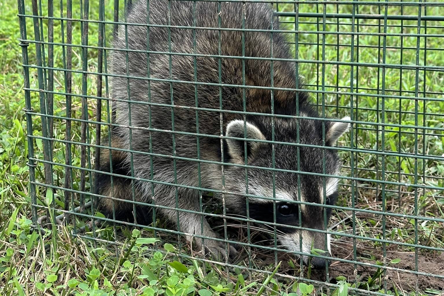 slidell animal control for raccoons