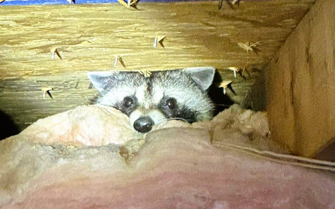Racoon in an attic