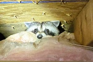 Racoon in an attic