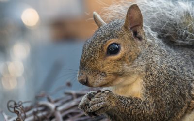 10 Reasons You Need a Professional to Remove Squirrels from Your Attic