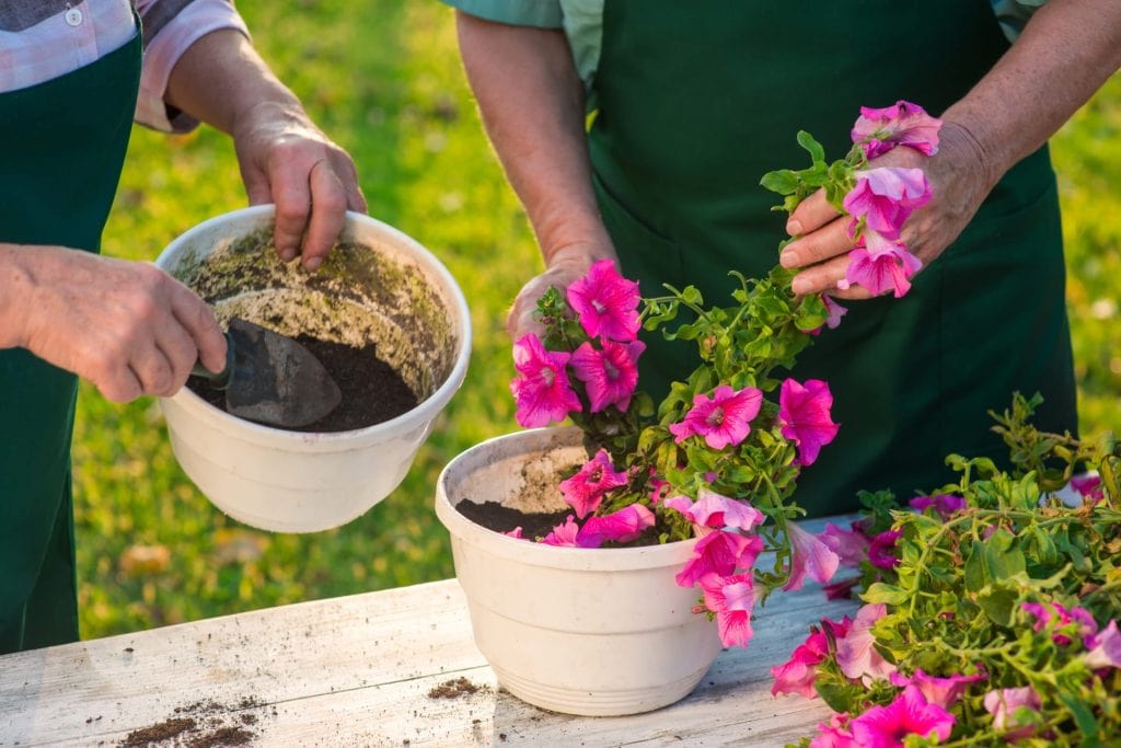 planting flowers