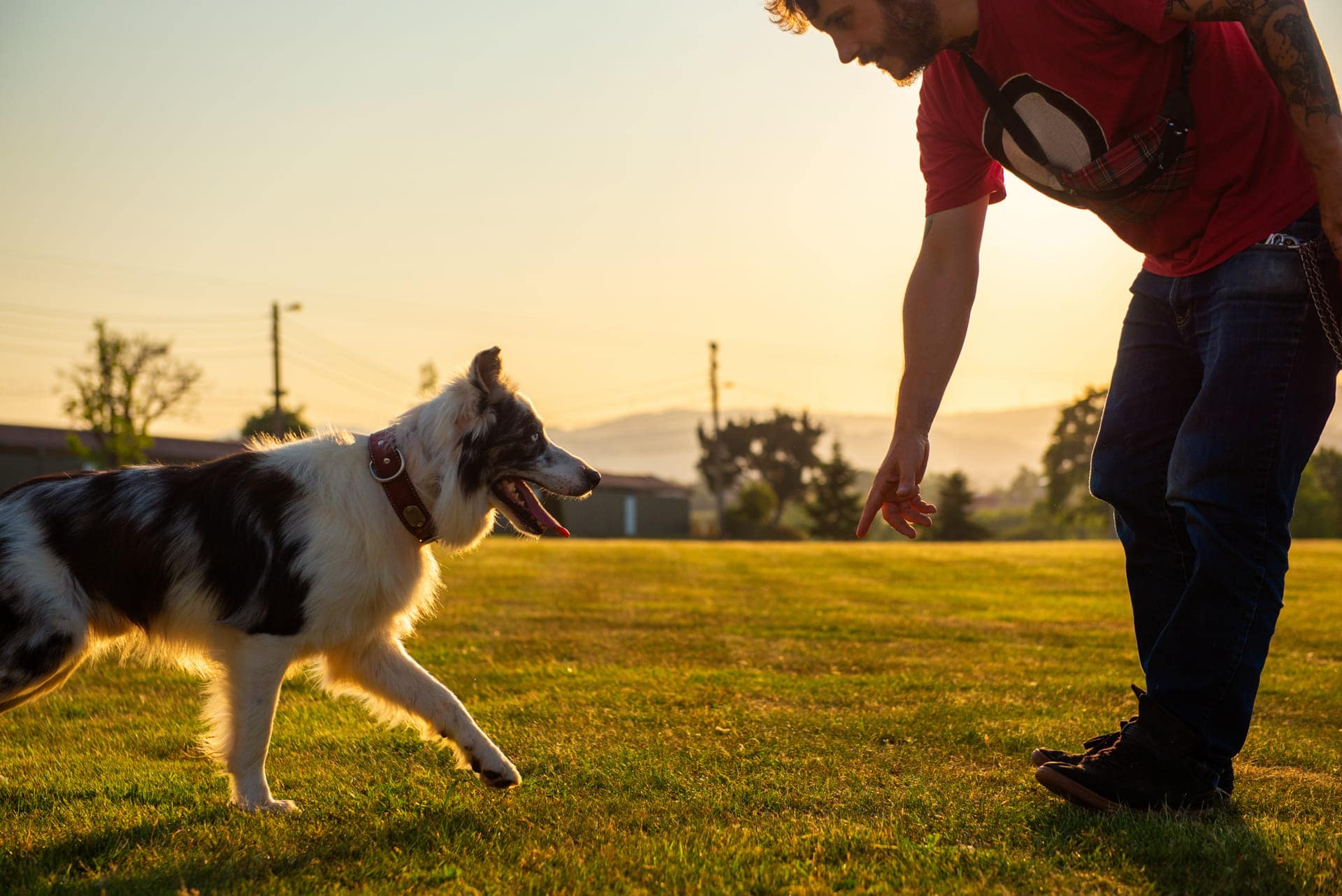 Dog boarding and training 2