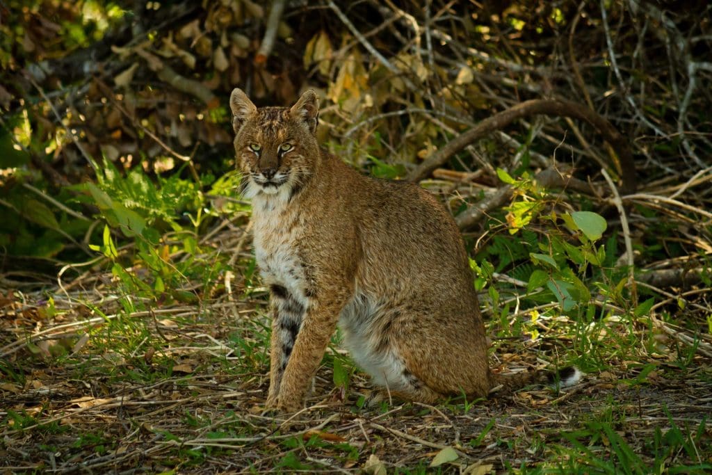 closeup-shot-of-a-bobcat