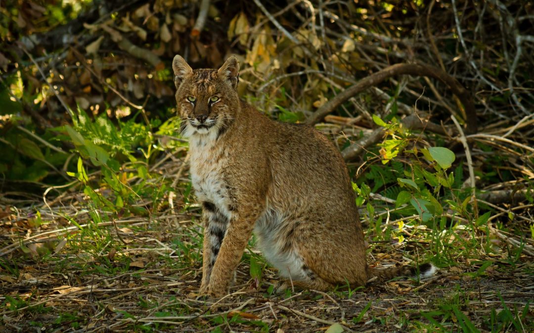 closeup-shot-of-a-bobcat