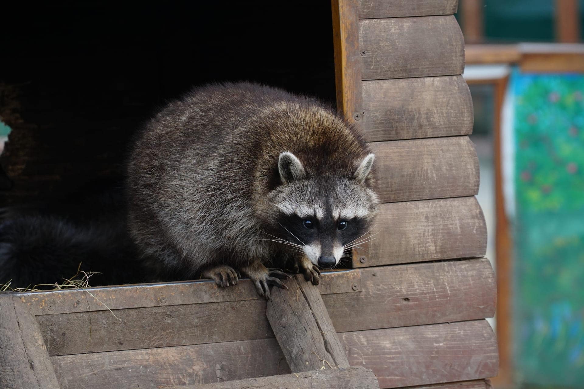 Top 10 Animal Control Services in Slidell, LA (2025 Edition)