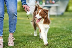 training a dog to walk on a leash