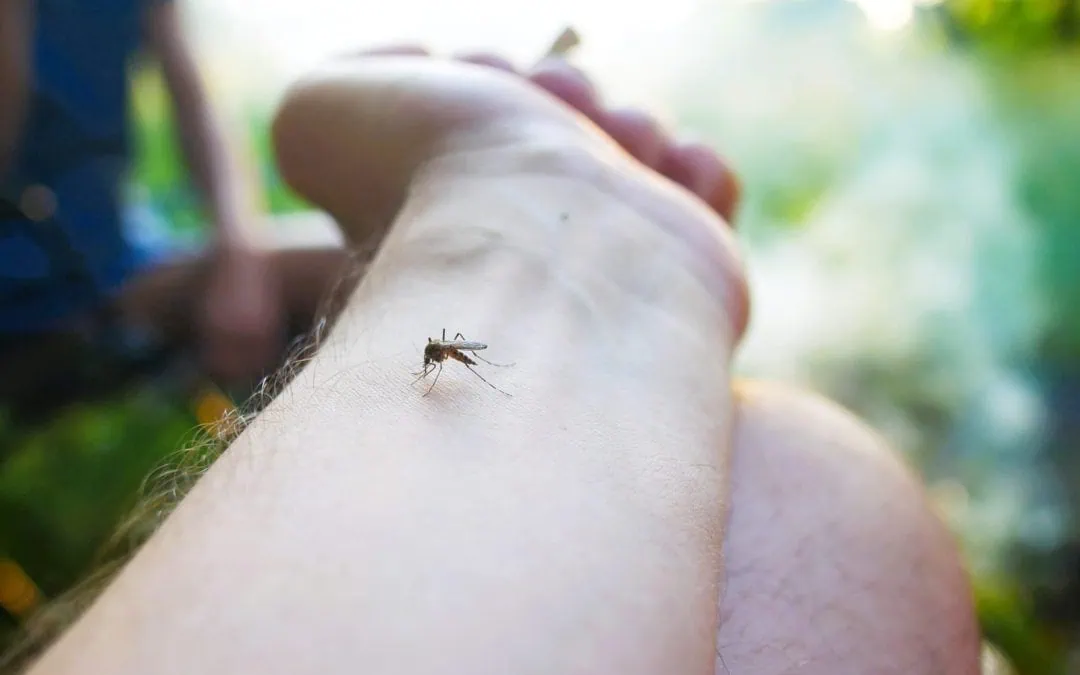mosquito-on-a-person-s-arm