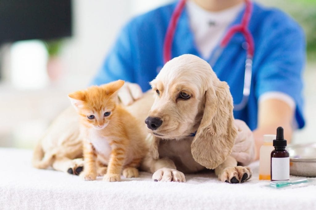 veterinarian caring for a puppy-and-kitten