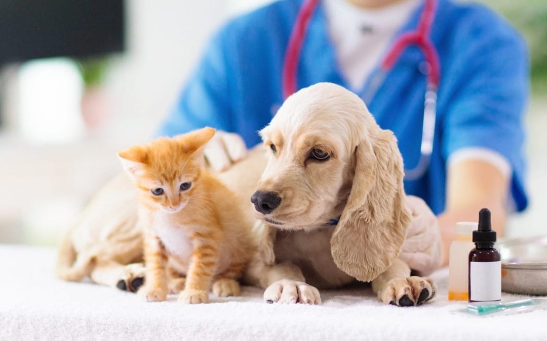 veterinarian caring for a puppy-and-kitten