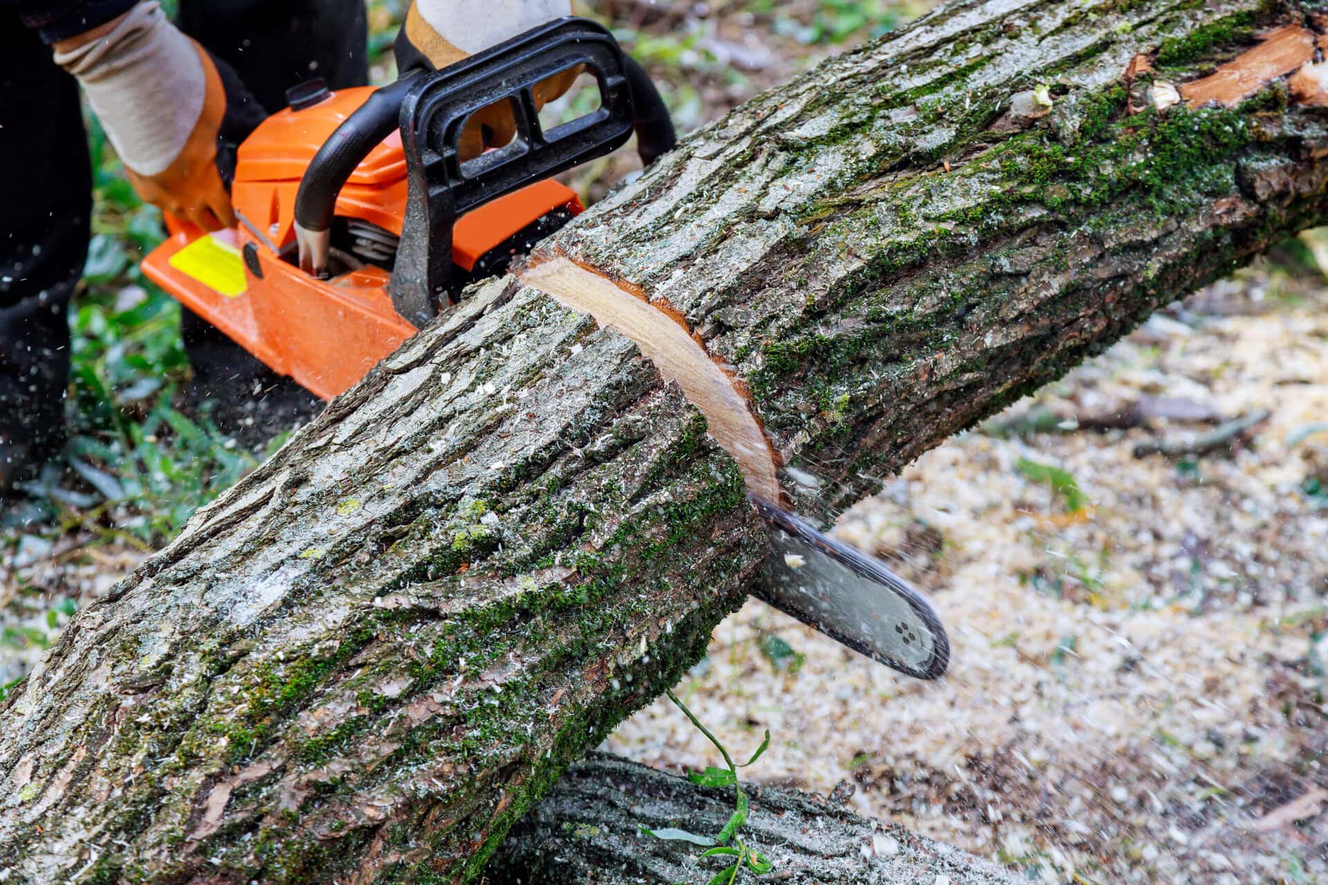 Slidell Tree Service Company