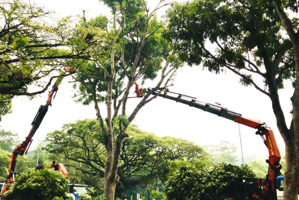 tree trimming service