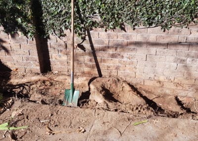tree root damage to brickwork