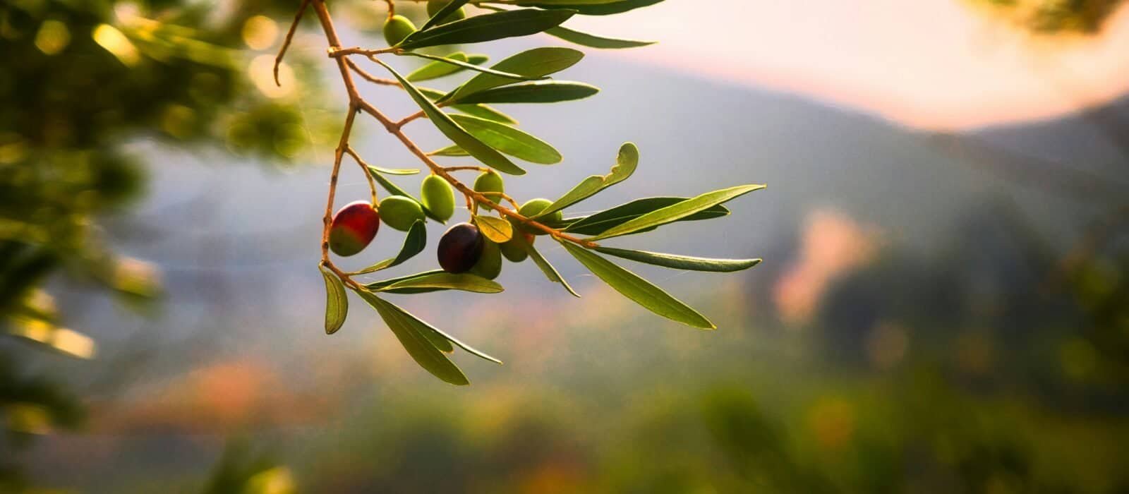 Olive Oil Grades Explained: Beyond the Label
