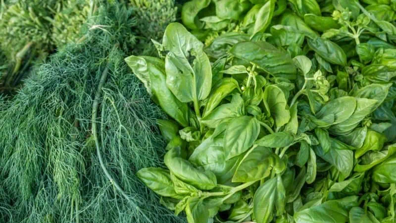 How to Store Fresh Herbs: So They Last Longer