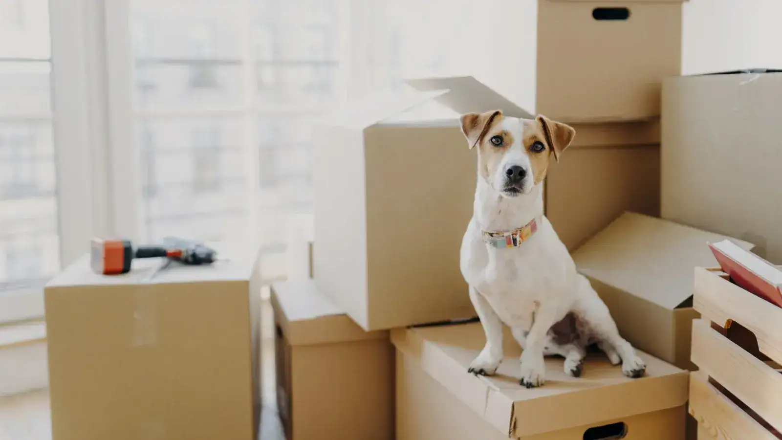 Dog sitting on moving boxes in a bright room, symbolizing the challenges of relocating with pets during a move.