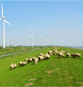 Weidende Schafe auf einer grünen Weide unter hohen Windturbinen, die nachhaltige Landwirtschaft und erneuerbare Energie zeigen.