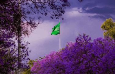 Abha is Purple & Blooming with Jacaranda Trees Right Now!