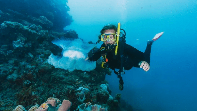 The Red Sea is home to some of the best snorkeling and diving in the world. It has vibrant coral reefs, crystal-clear waters, and abundant marine life. – (Credits: TripAdvisor)