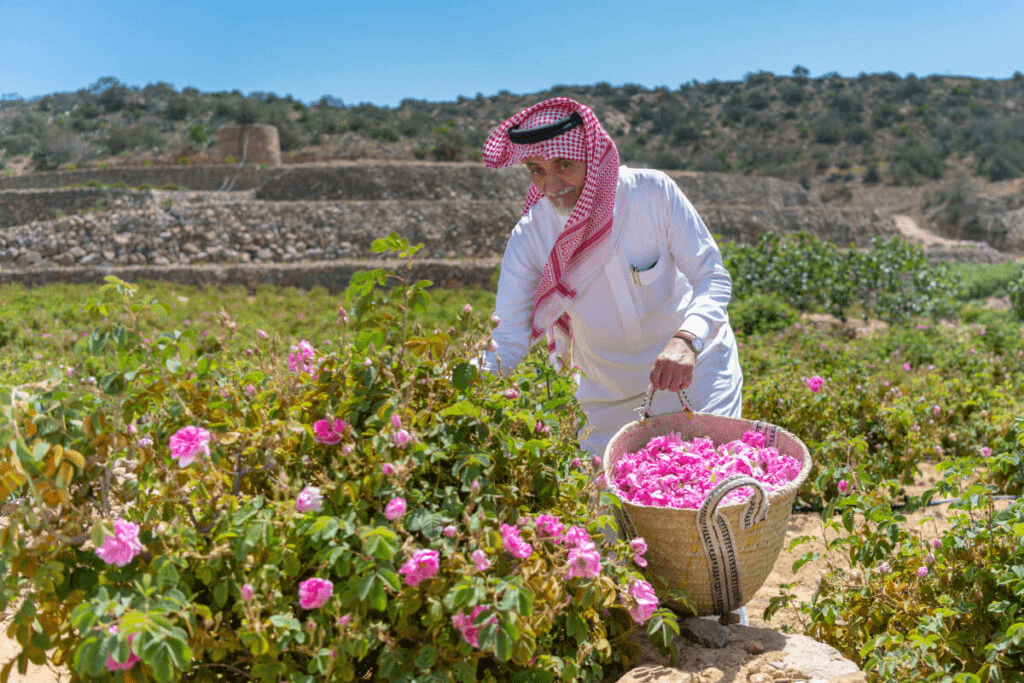 A local picking up blooming roses in a rose field in Taif - (Credits platinumlist)