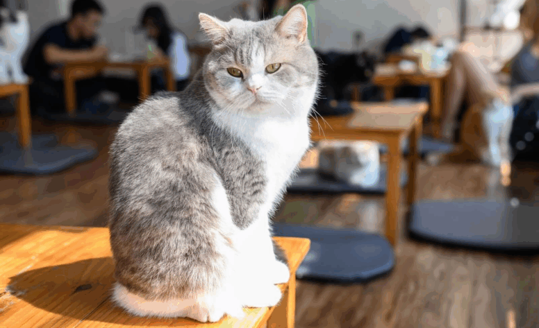 Top Cat Cafes in Riyadh – Whiskers, Purrs, Fluff, Lattes & Meows!