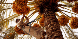 Date Season in Diriyah: A Sweet Slice of Saudi Heritage & Soul.