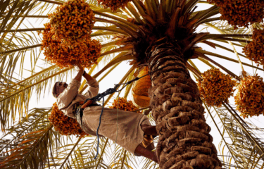 Date Season in Diriyah: A Sweet Slice of Saudi Heritage & Soul.