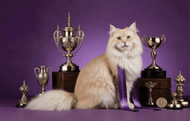 Cats of KSA Shine at the International Cat Show in Riyadh 2025