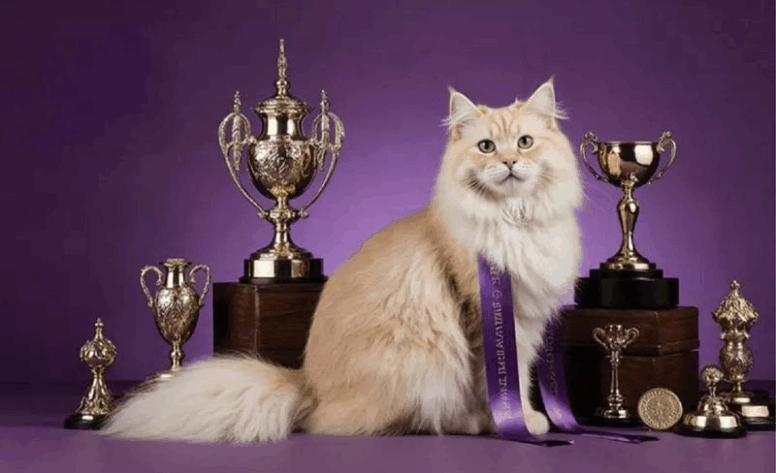 Cats of KSA Shine at the International Cat Show in Riyadh 2025