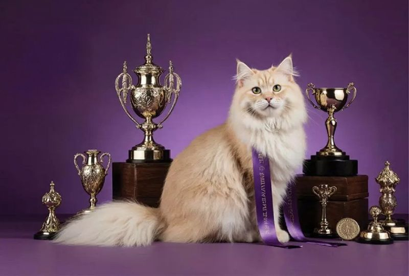 Cats of KSA Shine at the International Cat Show in Riyadh 2025