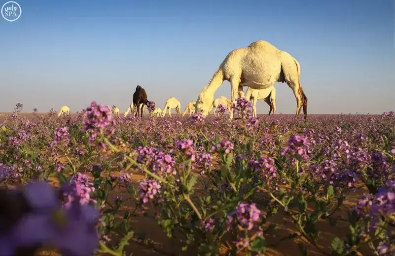 Why is the Color Purple so Significant in Saudi Arabia?
