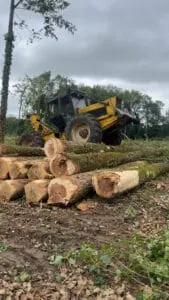 Grumes peupliers