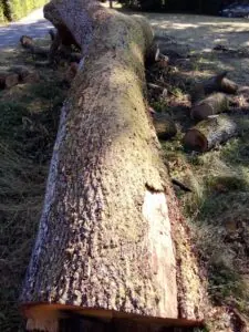 3 Grumes de Chêne diamètres exceptionnels