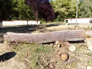 3 Grumes de Chêne diamètres exceptionnels