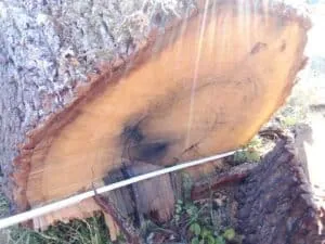 3 Grumes de Chêne diamètres exceptionnels