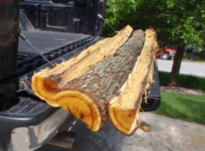 Je récupère vos arbres coupés (gratuitement)